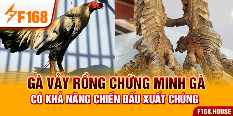 Gà vảy rồng chứng minh gà có khả năng chiến đấu xuất chúng