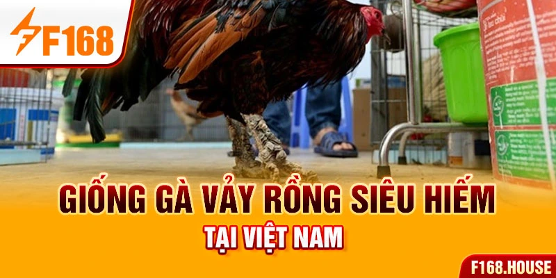 Giống gà vảy rồng siêu hiếm tại Việt Nam