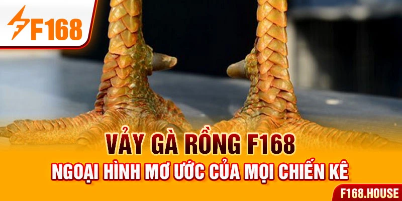 Vảy Gà Rồng - Đặc Điểm Ngoại Hình Mơ Ước Của Mọi Chiến Kê