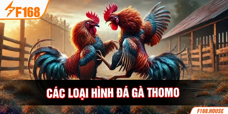 Các loại hình đá gà Thomo