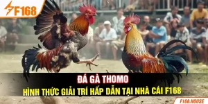 Đá Gà Thomo - Hình Thức Giải Trí Hấp Dẫn Tại Nhà Cái F168