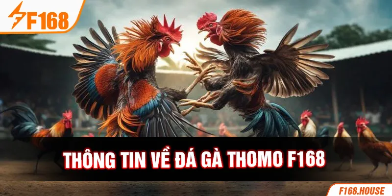 Thông tin về đá gà Thomo F168