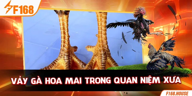 Vảy gà hoa mai trong quan niệm xưa